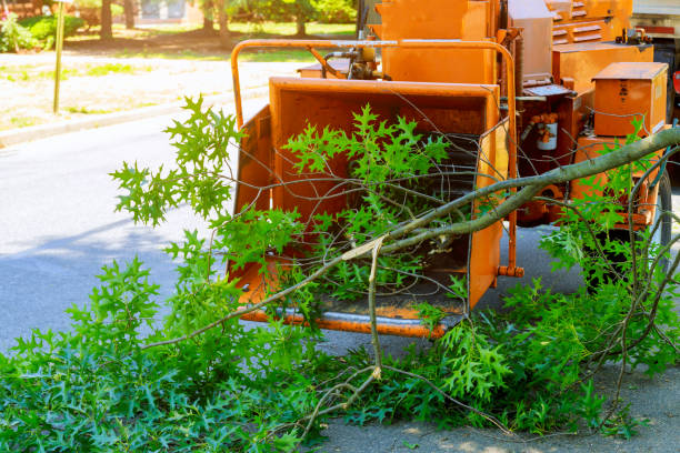 Copiague, NY Tree Care Services Company