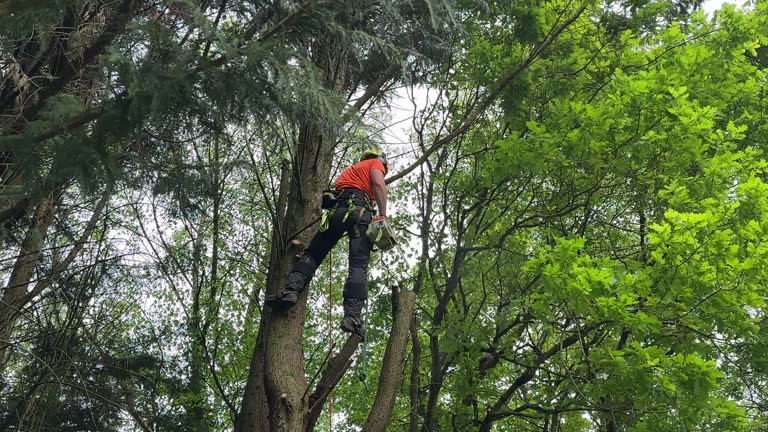 How Our Tree Care Process Works  in  Copiague, NY